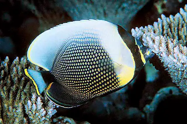 Reticulated Butterflyfish (Chaetodon reticulatus)