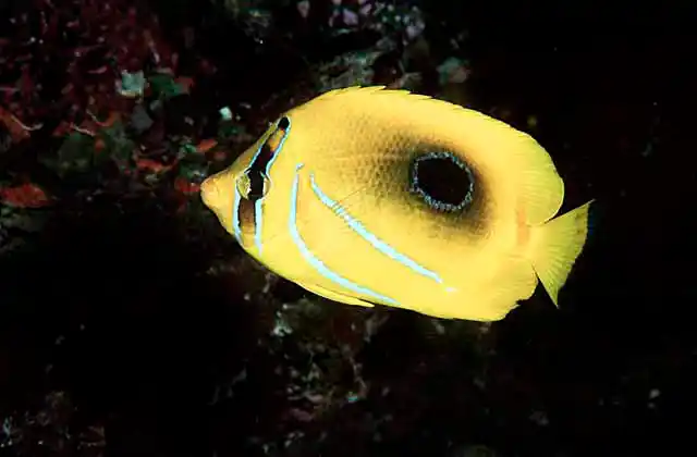 Bennett's Butterflyfish (Chaetodon bennetti)