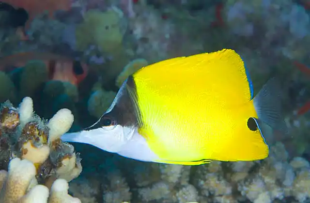 Forcepsfish (Forcipiger flavissimus) feeding on Acropora coral.