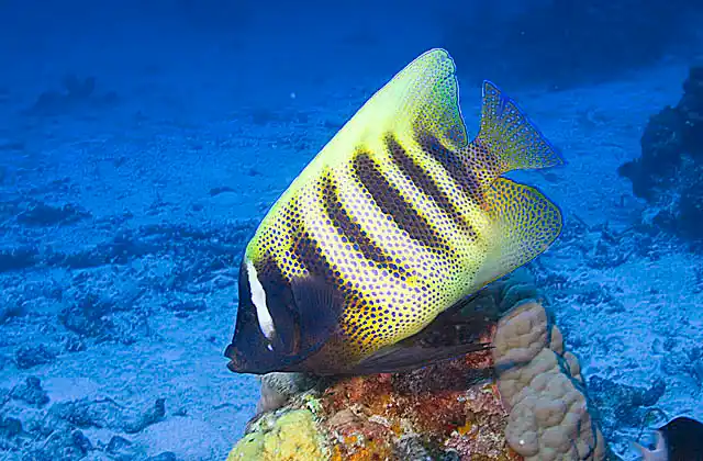 Six-banded Angelfish (Pomacanthus sexstriatus)