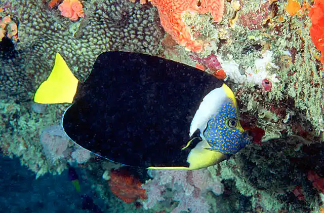 Yellowtail Angelfish (Chaetodontoplus meredithi)