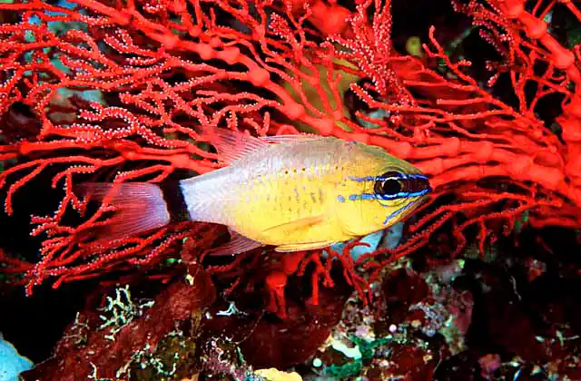 Ring-tailed Cardinalfish (Apogon aureus)