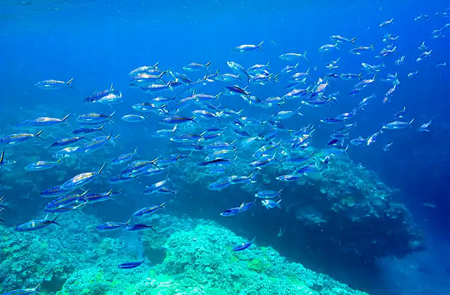 Red-bellied Fusiliers (Caesio cuning) schooling over coral reef.
