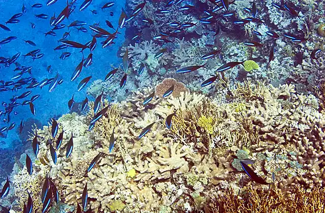 Neon Fusilier (Pterocaesio tile) school over coral reef.