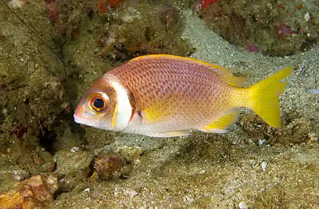 Whitecheek Monoclebream (Scolopsis vosmeri)