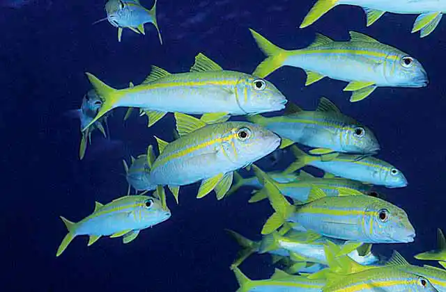 Yellowfin Goatfish (Mulloides vanicolensis) schooling.
