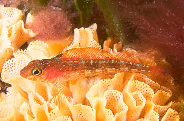 Many-rayed Triplefin (Forsterygion varium) resting on Lace Bryozoan (Triphyllozoon moniliferum)