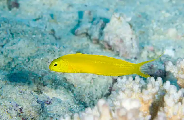 Bicolor Fangblenny (Plagiotremus laudandus) Siingle colour variation  in Fiji and Tonga.