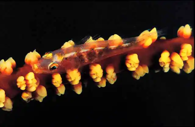 Whip Goby (Bryaninops yongei)) on Antipatharian Seawhip (Cirripathes Anguina)