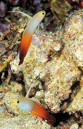 Fire Dart Goby (Nemateleotris magnifica)