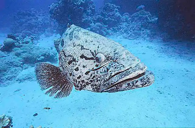 Potato Cod (Epinephelus tukula) with Cleaner Wrasse (Labroides dimidiatus)