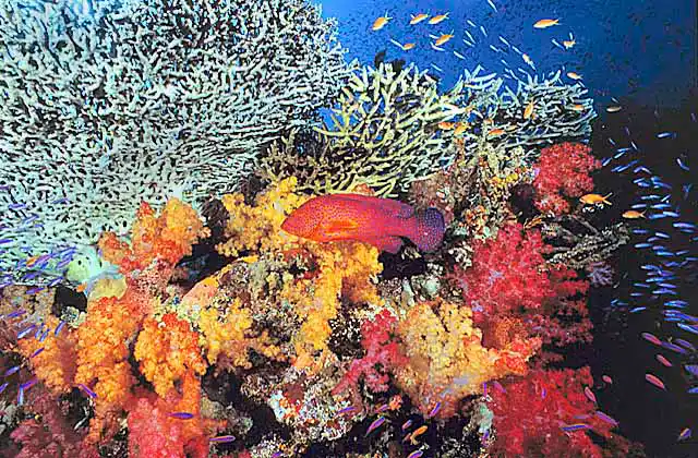 Coral Cod (Cephalopholis miniata) with soft corals, Acropora plate coral and feeding Anthias (Pseudanthias sp.)