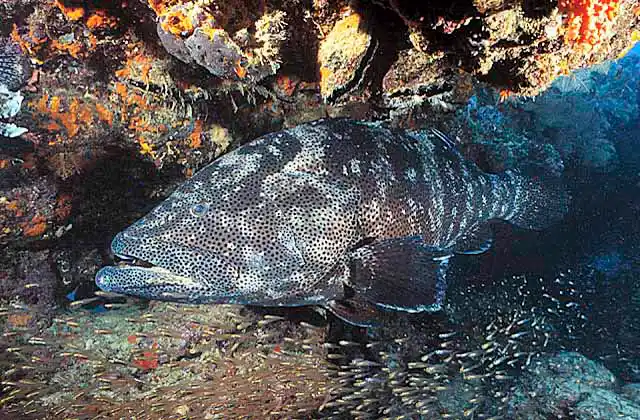 Flowery Cod (Epinephelus fuscoguttatus) In coral archway.
