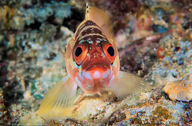 Black-tipped Rockcod (Epinephelus fasciatus)