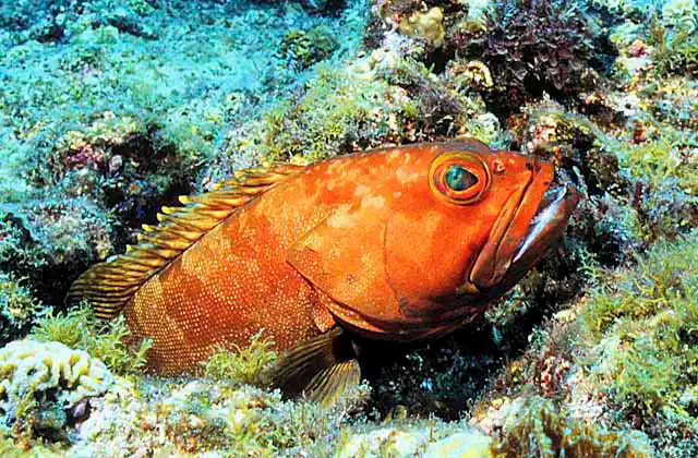Chinaman Rockcod (Epinephelus rivulatus)
