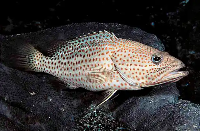 Whitelined Rockcod (Anyperodon leucogrammicus)