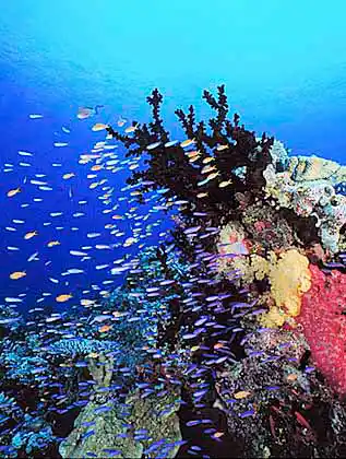 Waits Splitfin Anthias (Luzomichthys waitei)  feeding over soft corals with Green Tree Coral (Tubastraea faulkneri)