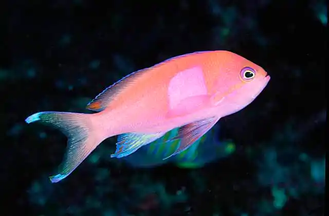 Squarespot Anthias (Pseudanthias pleurotaenia) Male.
