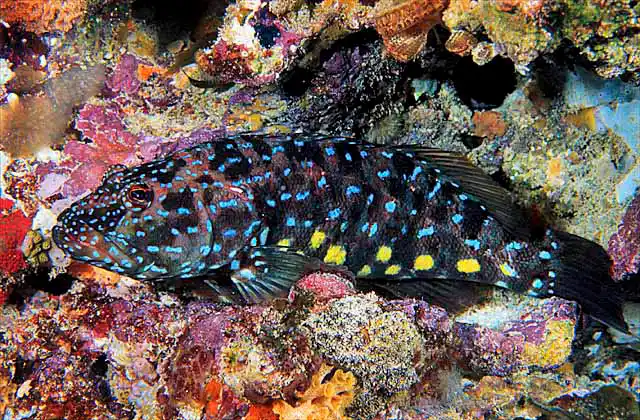 Harlequin Fish (Othos dentex)