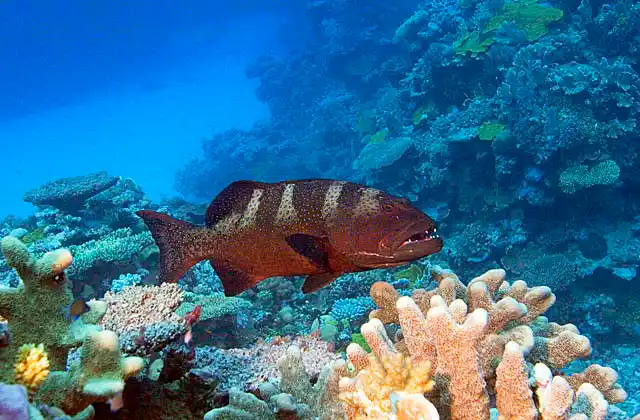 Blacksaddled Coralgrouper (Plectropomus laevis) patrolling coral reef.