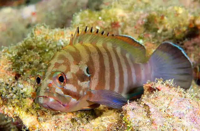 Chocolate Hind (Cephalopholis boenak)