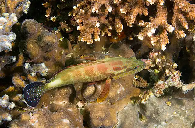 Yellowfin Hind (Cephalopholis hemistiktos)