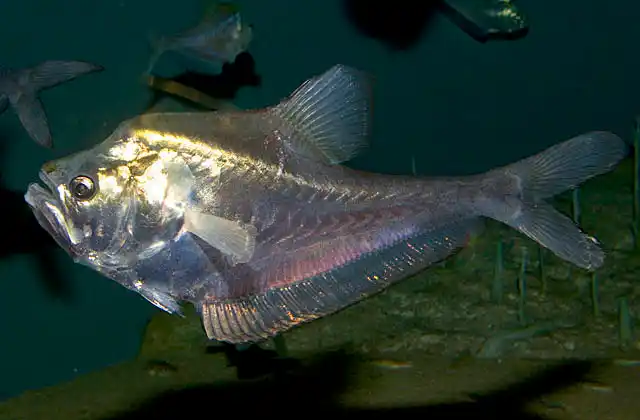 Nurseryfish (Kurtus gulliveri) Adult female.