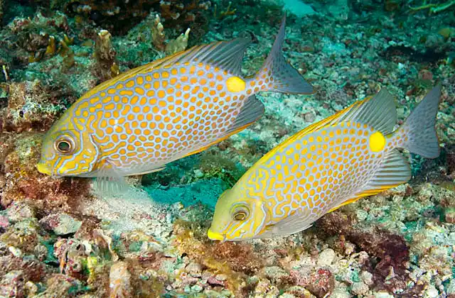 Gold-saddle Rabbitfish (Siganus guttatus) pair foraging over coral reef.