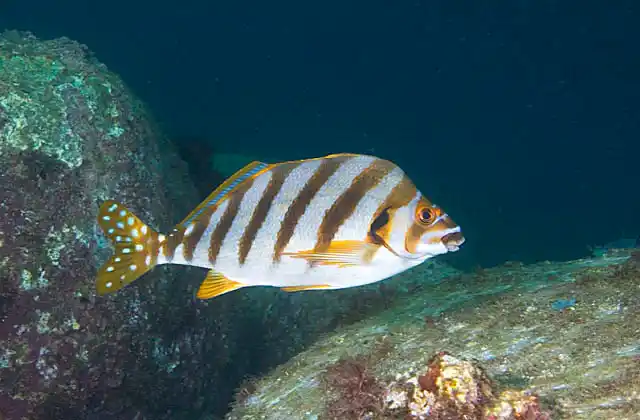 Japanese Morwong (Goniistius zonatus)