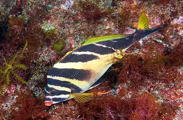Redlip Morwong (Goniistius zebra) feeding on sessile animals on rocky reef.
