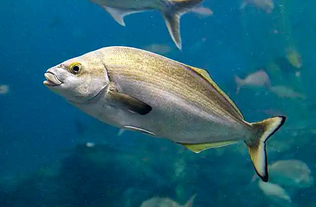 Bastard Trumpeter (Latridopsis forsteri)