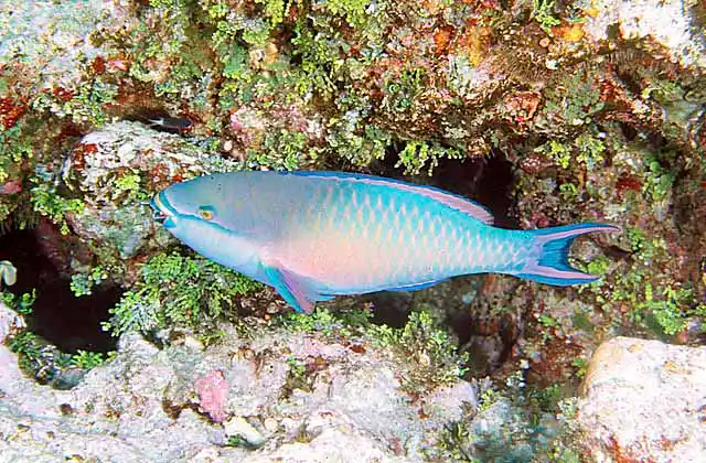 Bicolour Parrotfish (Cetoscarus bicolor)
