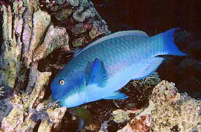 Steephead Parrotfish (Chlorurus microrhinos) feeding on coral.