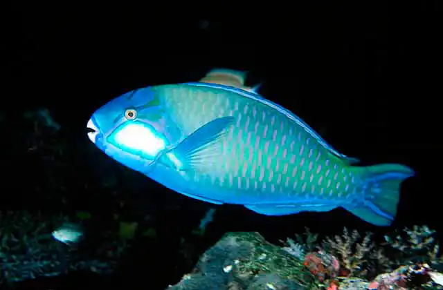 Bleeker's Parrotfish (Scarus bleekeri)