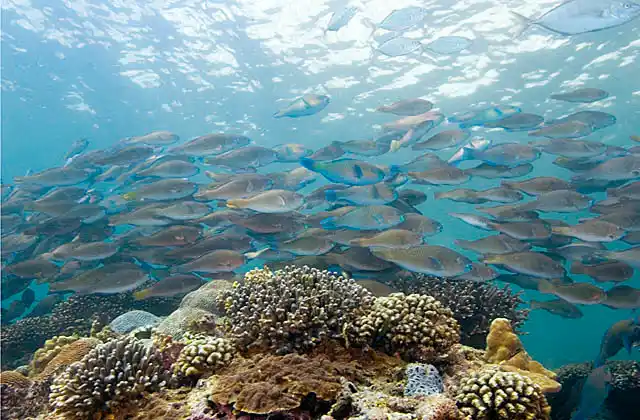 Persian Parrotfish (Scarus persicus) schooling in mass foraging aggregation.