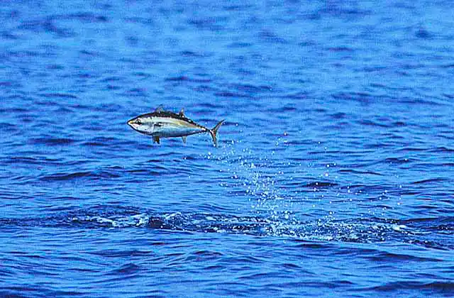 Skipjack Tuna (Katsuwonus pelamis) Jumping during feeding session.