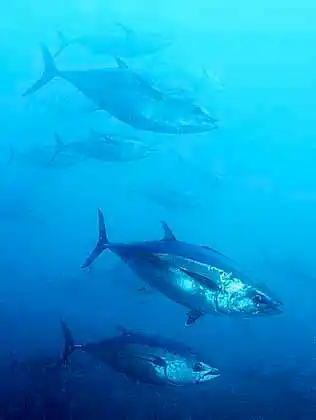 Southern Bluefin Tuna (Thunnus maccoyii) Farmed species used in mariculture and aquaculture. Exported to asian markets.
