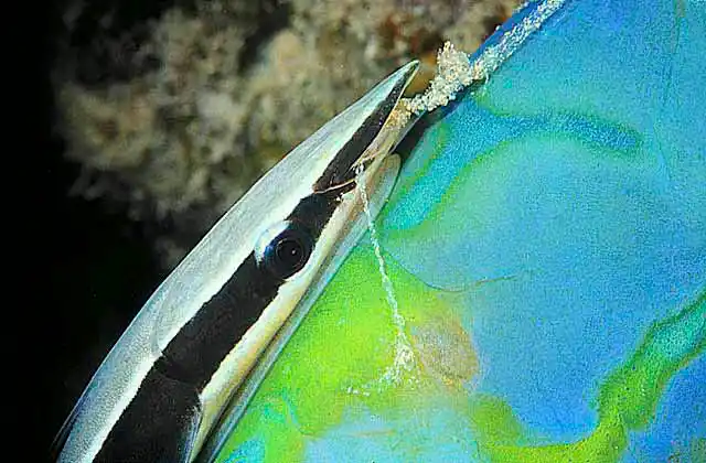 Slender Suckerfish (Echeneis naucrates) eating mucous coating off sleeping parrotfish.