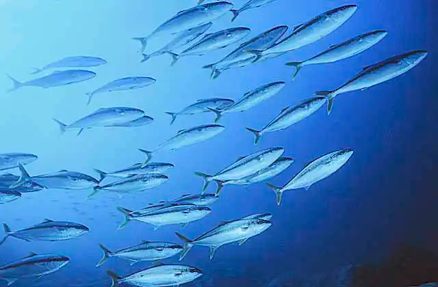 Yellow-tail Kingfish (Seriola lalandi)