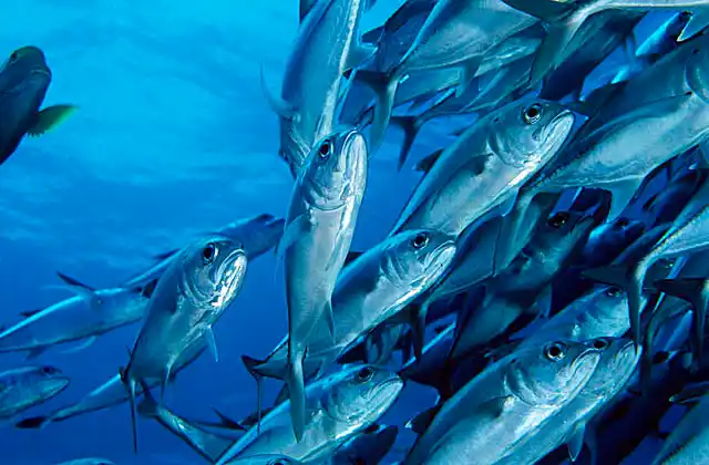 Bigeye Trevally (Caranx sexfasciatus) schooling.