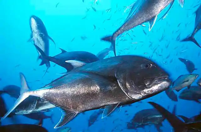 Giant Trevally (Caranx ignobilis)