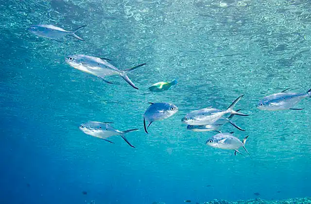 Black-spotted Darts (Trachinotus bailloni) schooling under the surface while feeding on plankton.