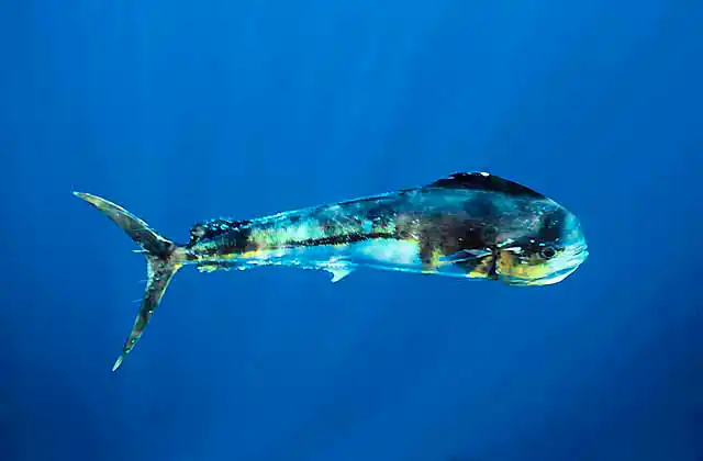 Mahi Mahi or Dolphinfish (Coryphaena hippurus)