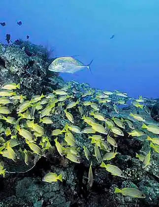 Spanish Flag School (Lutjanus carponotatus) Juveniles with Bluefin Trevally (Caranx melampygus)