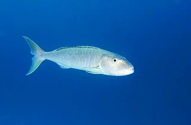 Green Jobfish (Aprion virescens)