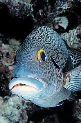 Many-spotted Sweetlips (Plectorhinchus chaetodonoides) being cleaned of parasites by Cleaner Wrasse (Labroides dimidiatus)