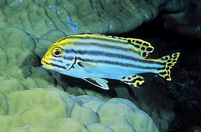 Striped Sweetlips (Plectorhinchus diagrammus)