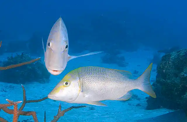 Spangled Emperors (Lethrinus nebulosus)