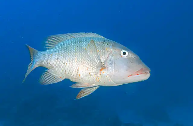 Yellowfin Emperor (Lethrinus erythracanthus)