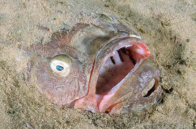 Bulldog Stargazer (Gnathagnus innotabilis) Deep water species found in Australia, NSW to Tasmania, and New Zealand in 80 to 500m.